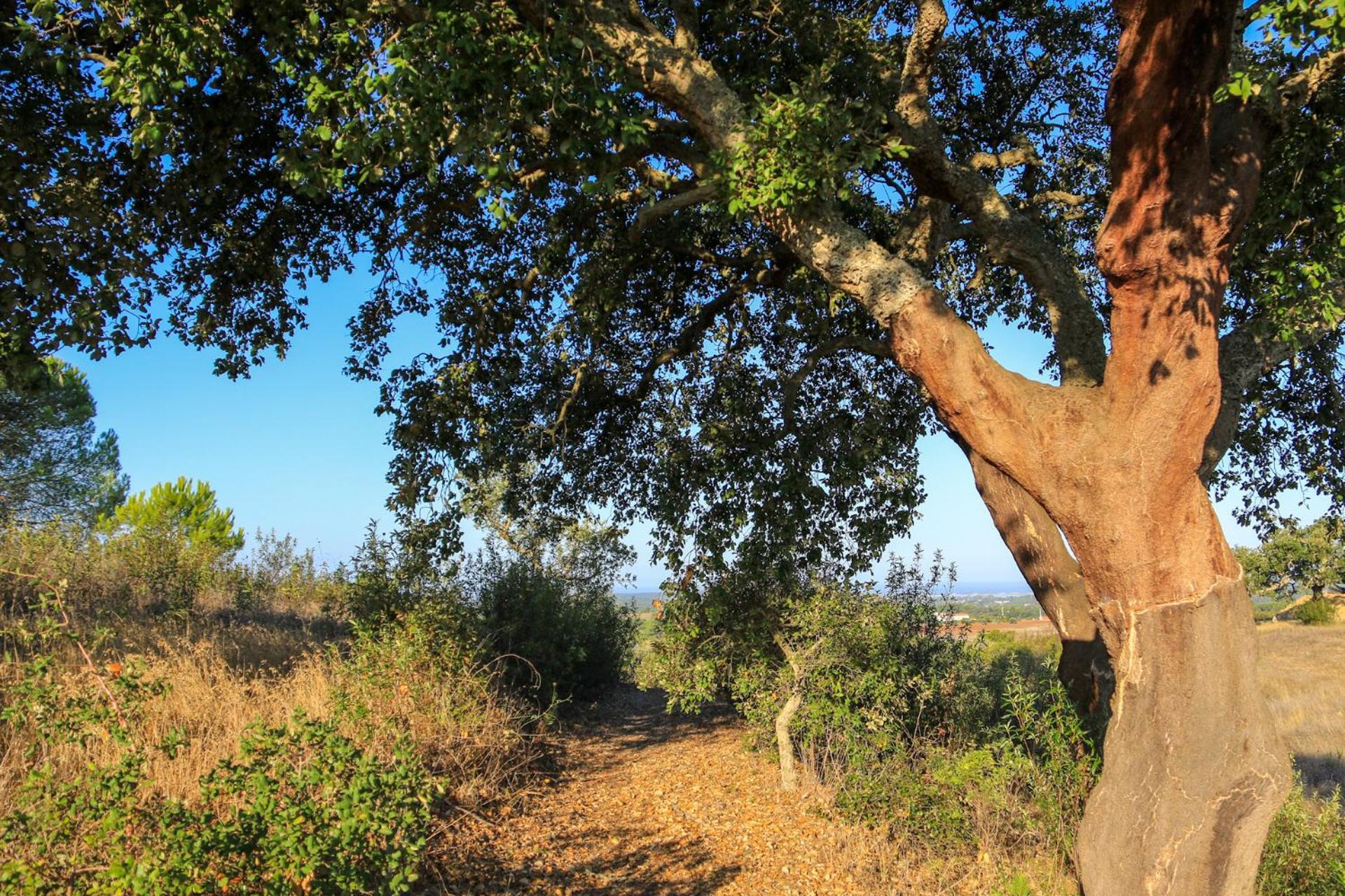 Monte Sardinha Konuk evi Santiago do Cacém Dış mekan fotoğraf